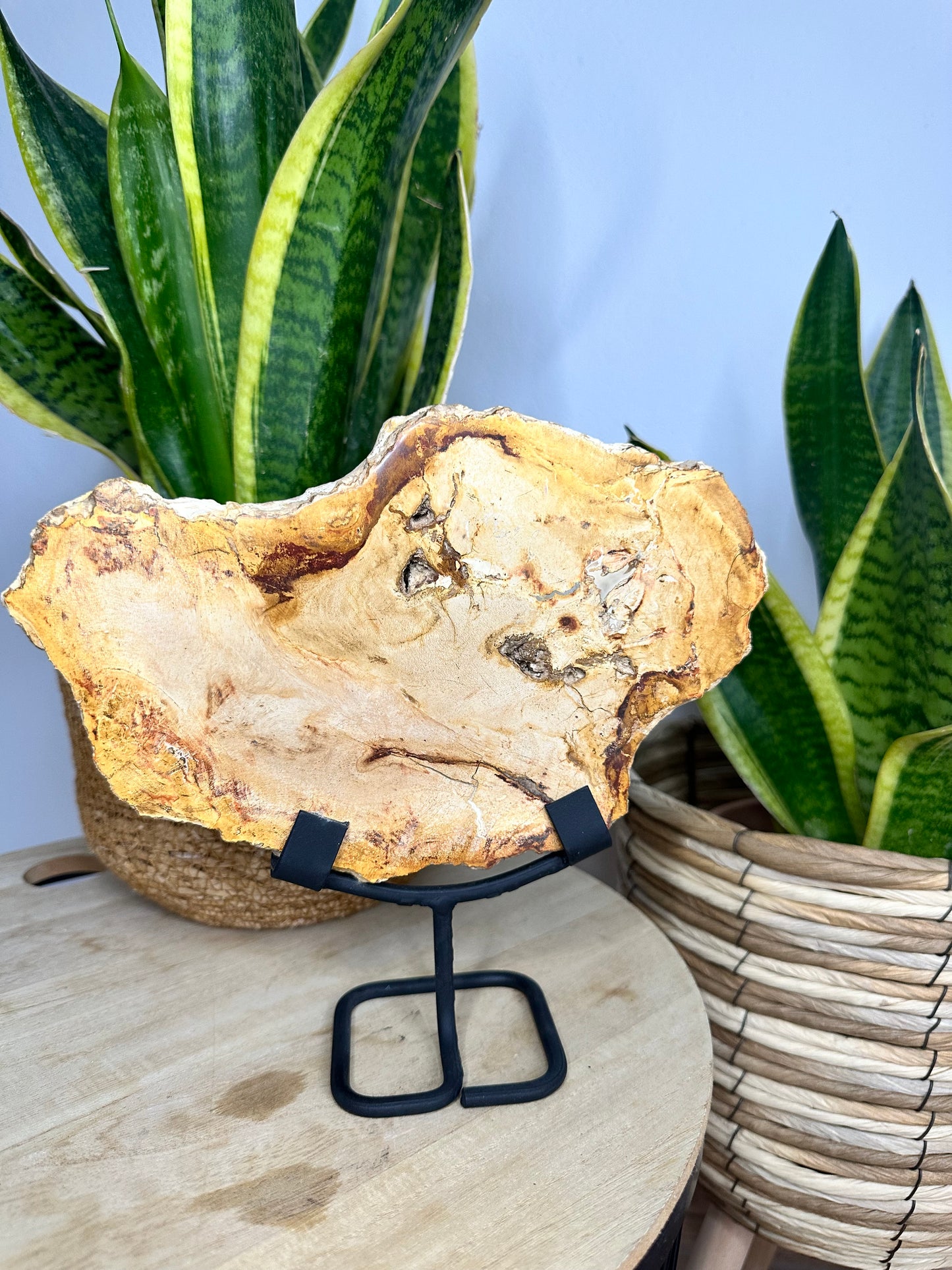 Versteinertes Holz auf Metallständer aus Indonesien
