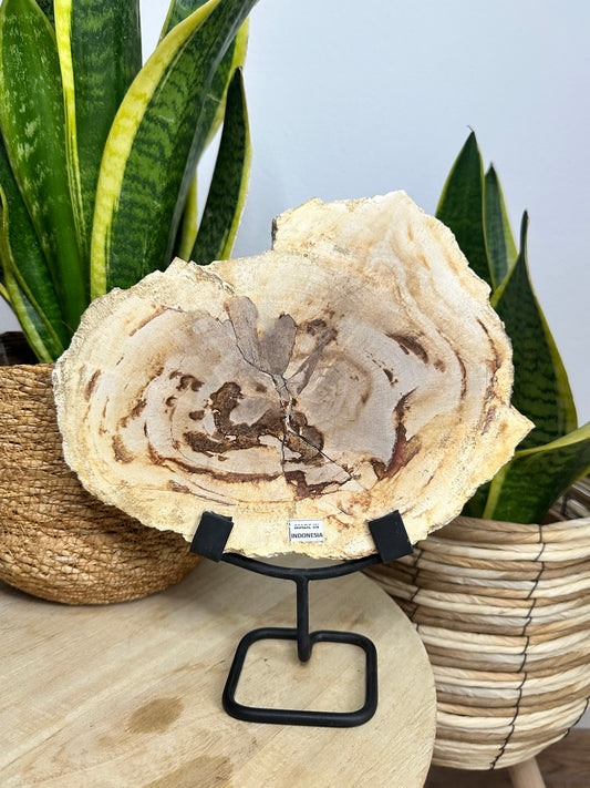 Versteinertes Holz auf Metallständer aus Indonesien