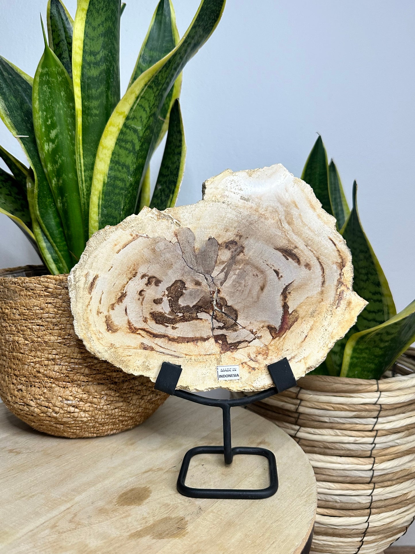 Versteinertes Holz auf Metallständer aus Indonesien