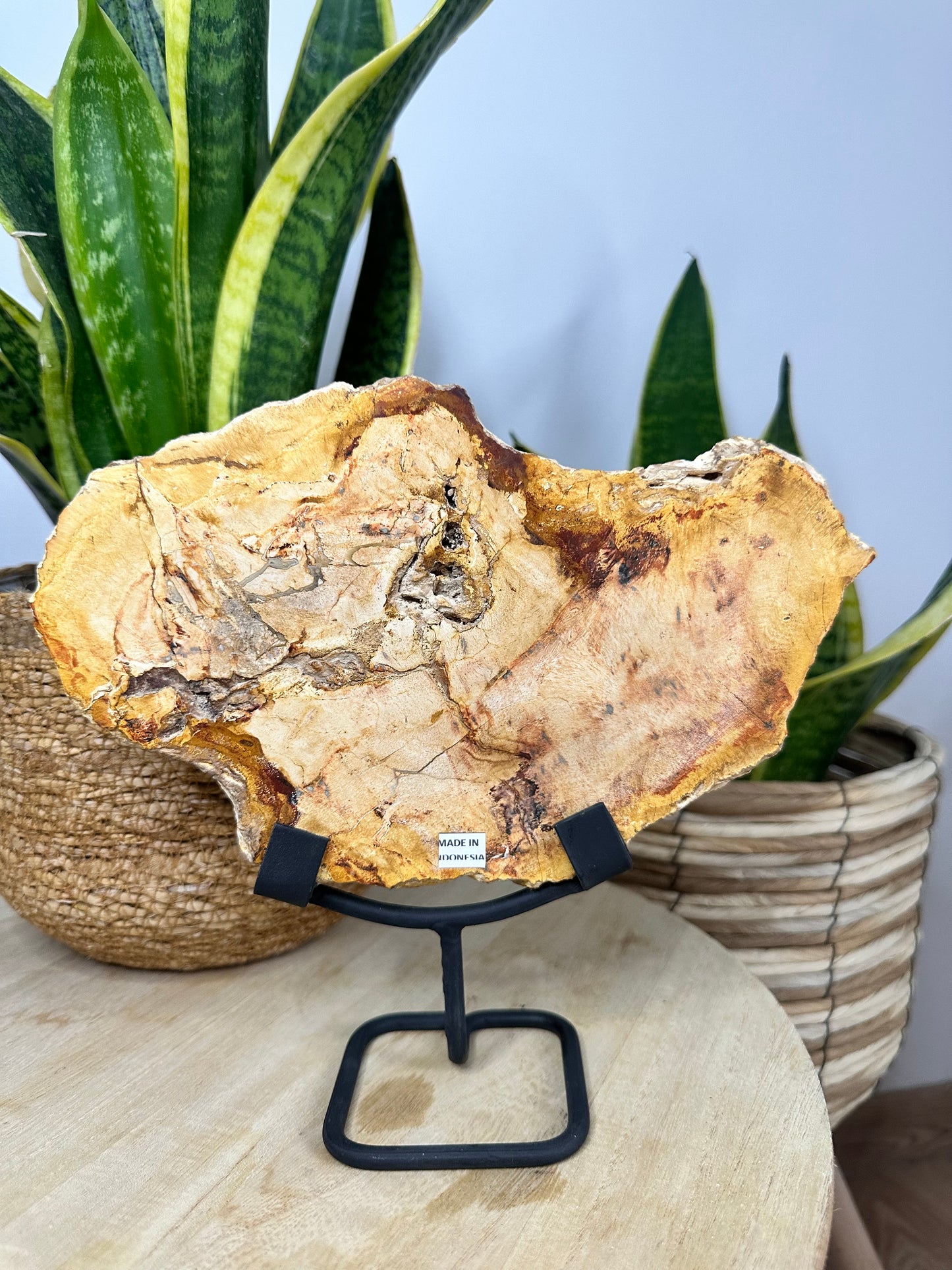 Versteinertes Holz auf Metallständer aus Indonesien