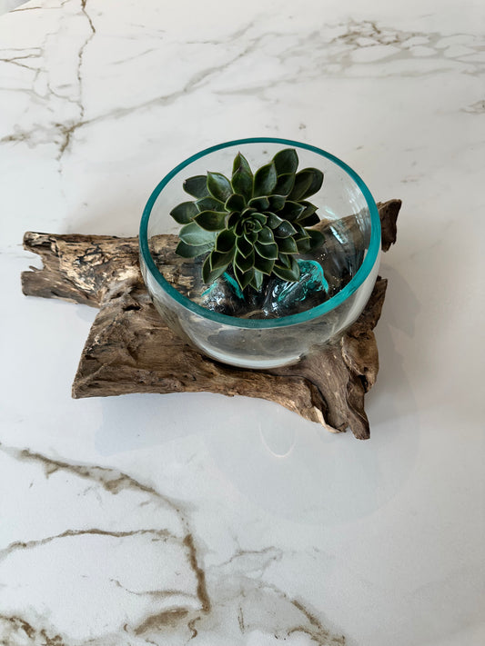 Dekoglas auf Kaffeestrauchwurzel Größe S